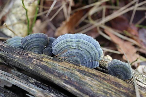 Outkovka pestrá - Trametes versicolor | www.ohoubach.cz