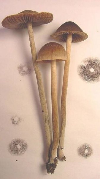 Lysohlávka druhu Psilocybe.tampanensis