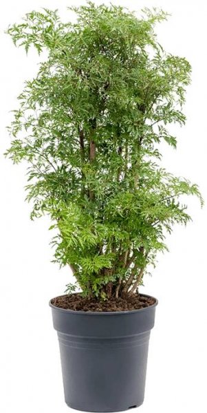 Aralia (Polyscias) ´Ming´ Branched (24x100cm)