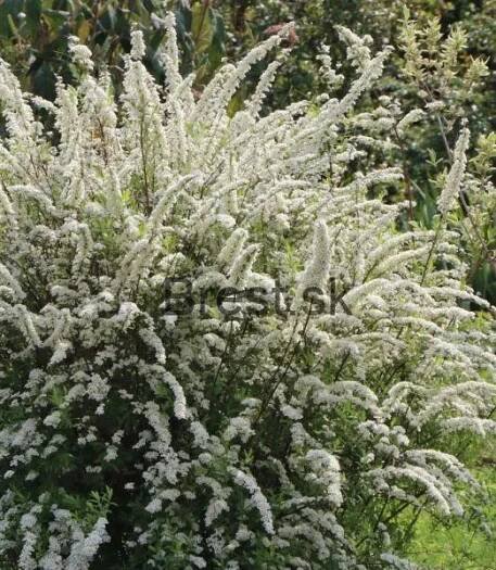 Spiraea cinerea 'Grefsheim'  9*9
