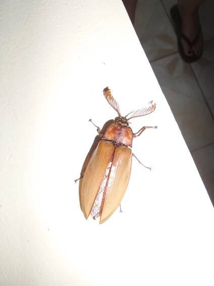 Beetles