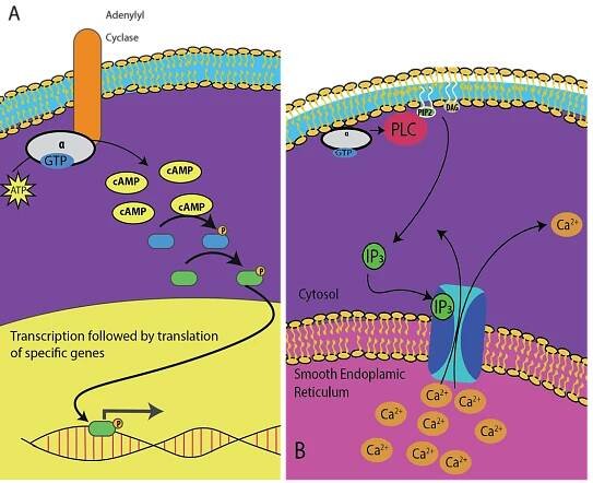 Kapitola 9. Buněčná komunikace - úvod do molekulární a buněčné biologie | Li Linguas