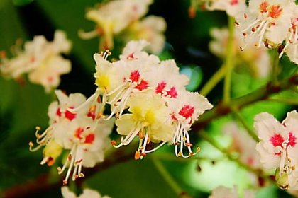 Jírovec maďal - detail květů (Aesculus hippocastanum)