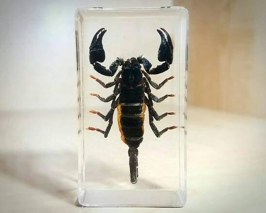 Slide 2 for Black Scorpion in Resin, Asian Forest Scorpion, Oddities, Curiosities