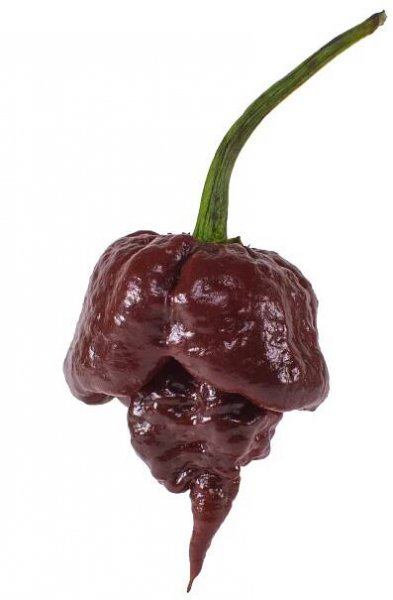 Trinidad Scorpion Chocolate Chili semiačka