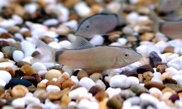 Skunk Loach (Yasuhikotakia morleti)