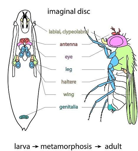 Imaginal disc - Wikipedia