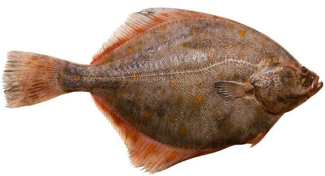 Flounder — Stock obrázek