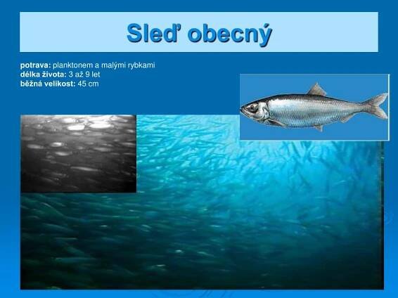 PPT - Ryby PowerPoint Presentation, free download - ID:5959588