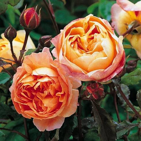 Top 3 David Austin Roses