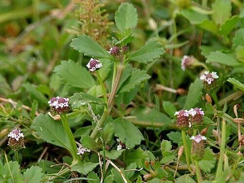 Verbenaceae - Wikipedia
