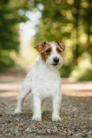 IT´S NOW OR NEVER BOHEMIAN TOUCH – Jack Russell teriér od Hadího potoka