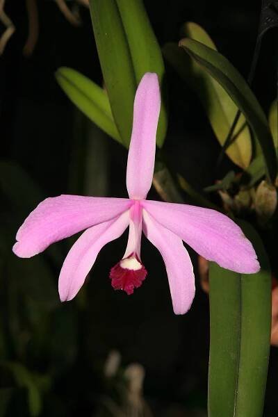 Cattleya perrinii – Orchidee.de