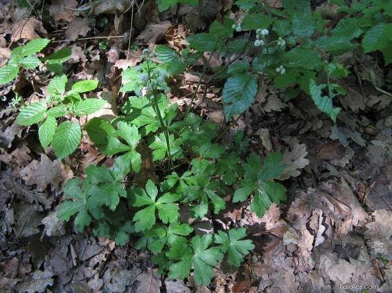 Žindava evropská (Sanicula europaea)