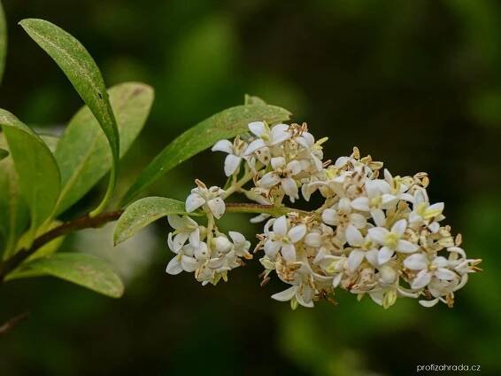Ligustrum vulgare L. (ptačí zob obecný)