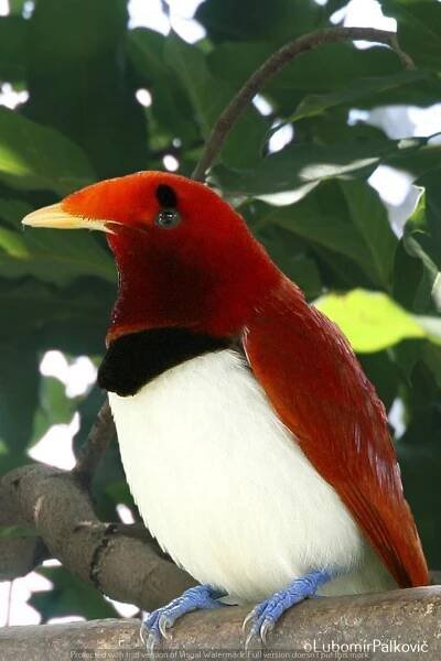Bali Bird Kongres