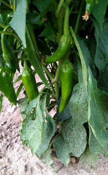 Our Products - Seco Spice