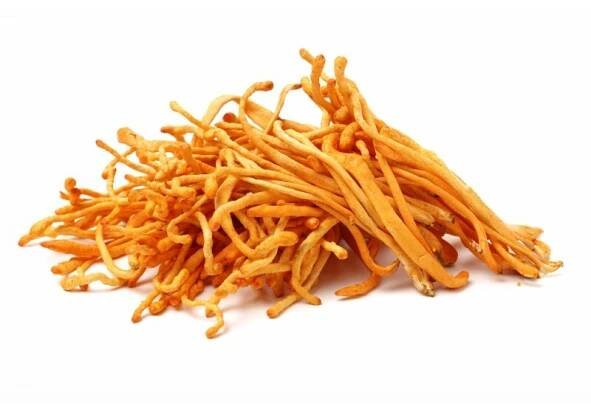 Extrakt Cordyceps sinensis 50%