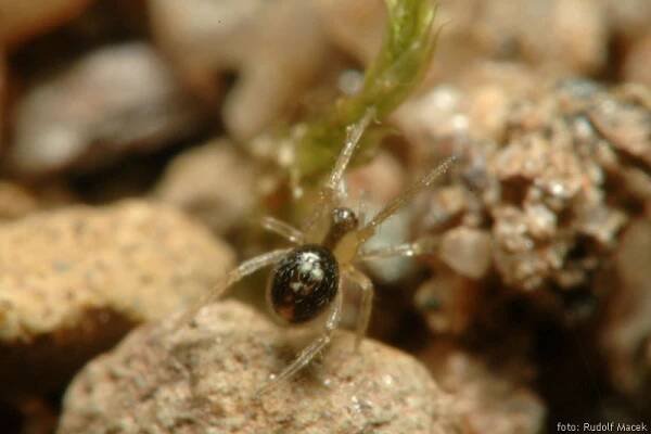 Česká arachnologická společnost - Neottiura bimaculata (Linnaeus, 1767) [snovačka dvouskvrnná] → Čeleď: Theridiidae → Rod
