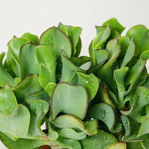 Crassula Magical Tree picture 4