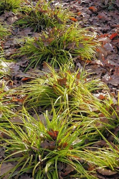 Luzula sylvatica