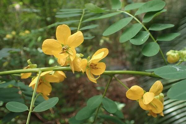 Senna acclinis
