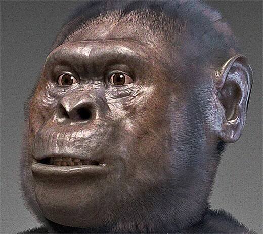 Lucy, Australopithecus afarensis