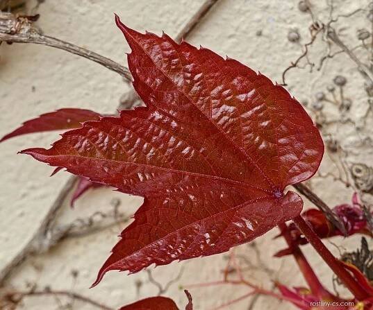 Loubinec trojlaločný Veitchii (Parthenocissus tricuspidata)