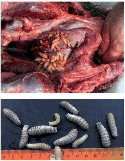 Fig. 7a,b The most of A.alces population in Kirov re- gion is infected by larvae of the moose throat bot fly / Elch-Rachenbremse Cephenemyia ulrichii. a) Intensity of invasion happens such high that leads to difficulty of breath (foto at March 17, 2012 by Alexander Saveljev); b) Larvae of moose throat bot fly from the pharynpeal/ nostril region of a moose died in Kirov city at June 7 2011 (foto by Andrey Pankratov)  Food plants of the beaver and muskrat from polluted water systems contained in the 1.5 - 