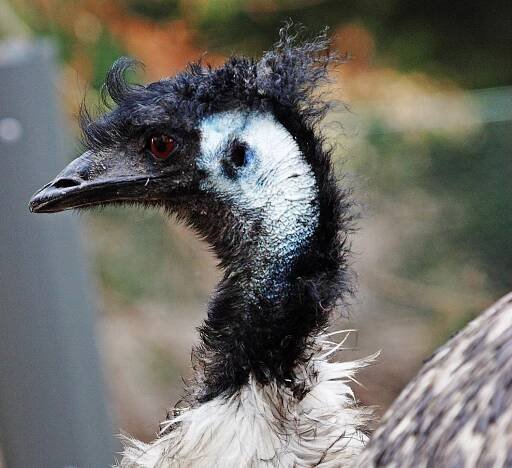 CHICKEN EMU OSTRICH ROADRUNNER - Birds of Southern California