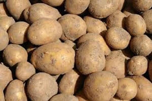 Samosběr brambor - Obec Bradlecká Lhota