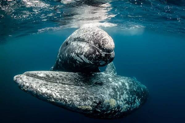 Baja Underwater Expeditions