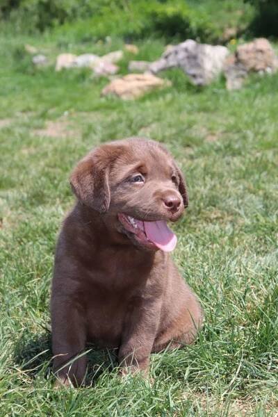 Štěňata vrhu CH, 2020 - Labradorský retriever: štěňata, prodej a chov Pirnerovi