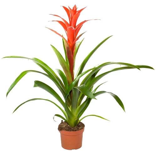Botanický rostlina — Stock obrázek