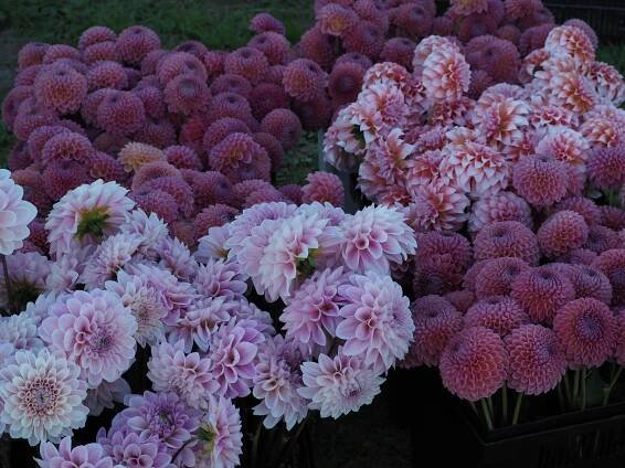 Dahlias