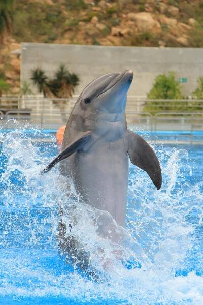 Captivating Majesty Of The Deep