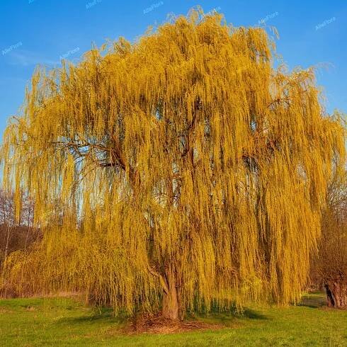 Mandžuská vrba, zkroucené větve (Salix matsudana) P13