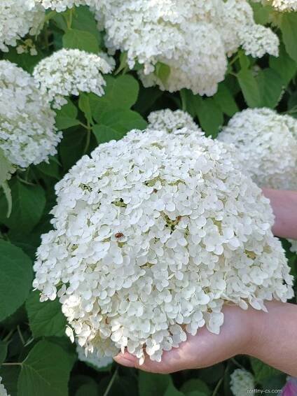 Hortenzie stromkovitá Annabelle (Hydrangea arborescens)