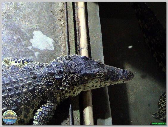 Krokodýlí zoo Protivín