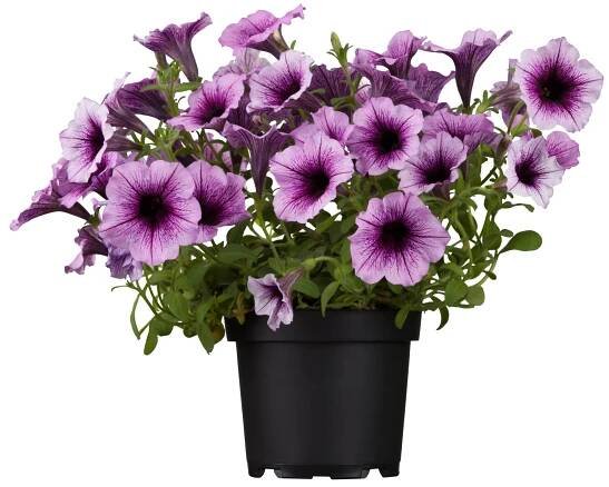 Petúnie průměr květináče cca 9 cm