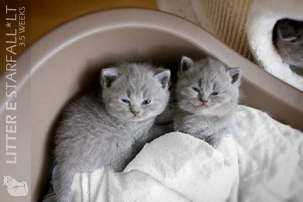 E Litter | British Shorthair kittens | STARFALL*LT