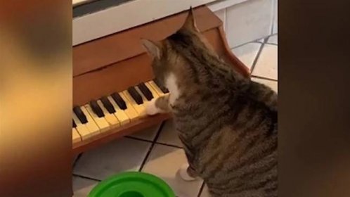 VIDEO: Aby neobtěžoval mňoukáním, když chce žrádlo, dostal kocour klavír
