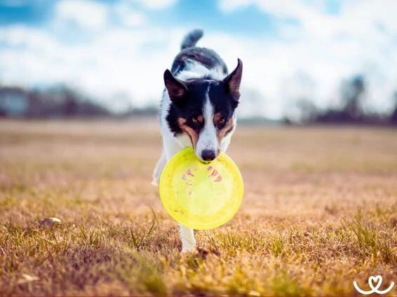 Dogfrisbee (3)
