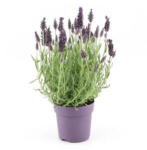 Royal Lemkes Levandule smilovitá (Levandula stoechas) "Anouk" pr. cca 10,5 cm