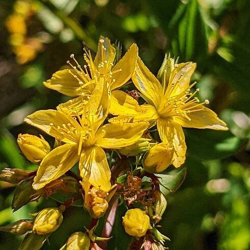 Square-stalked St. John’s Wort (Hypericum tetrapterum) – Weeds of Melbourne