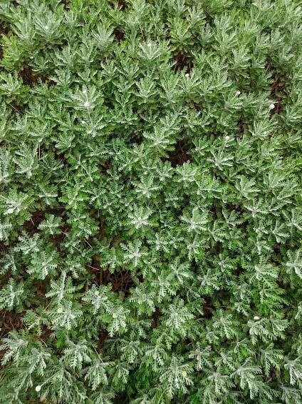 bezplatná Základová fotografie zdarma na téma @ venku, #greencape, botanická studie Základová fotografie