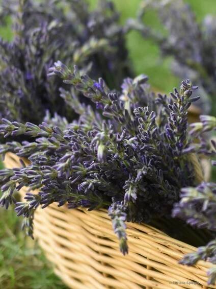 Lavendel
