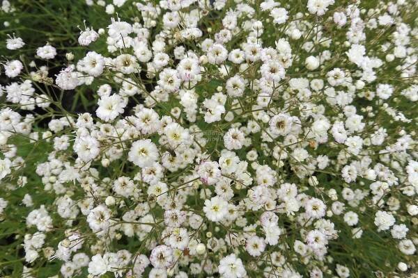 Gypsophila paniculata " Festival White Flare " ® - nevěstin závoj, šater plnokvětý Zahradnictví Krulichovi - zahradnictví