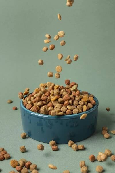 Raw Dog Food vs Kibble
