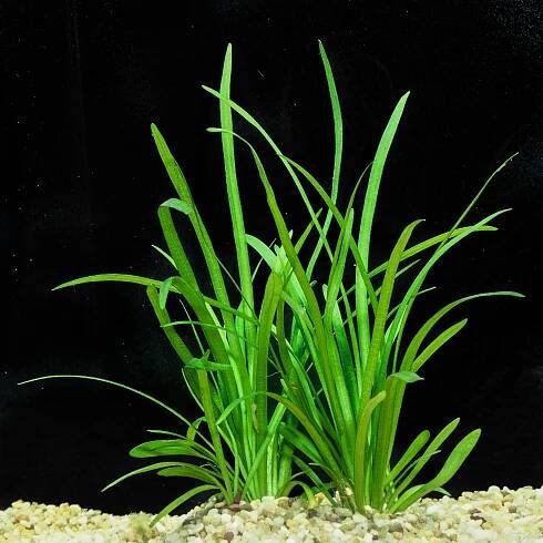 Best Quality Freshwater Aquarium Plants Largest Aquatic Plant Nursery Florida — Florida Aquatic Nurseries
